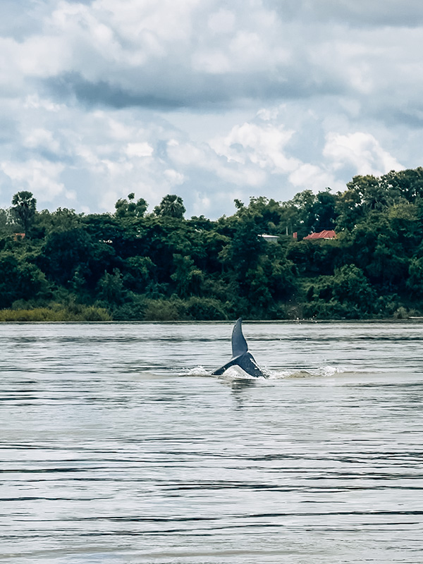 Tail of an Irrawaddy dolphin popping out of the Mekong river, Kratie, Cambodia