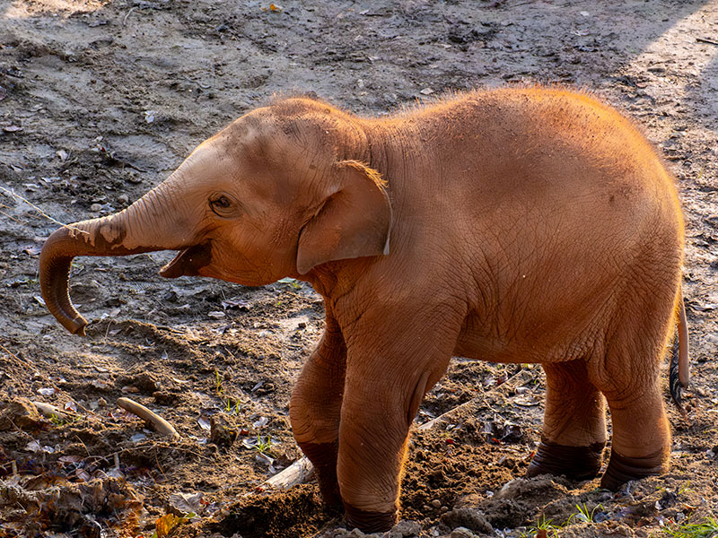 Baby elephant with water on its trunk that looks like a love heart