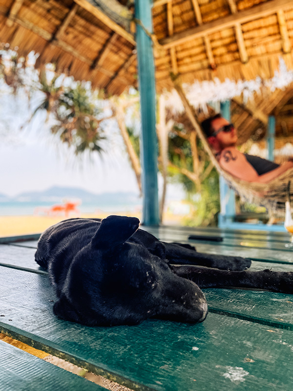 A dog asleep with Matt in a hammock in the background on the beaches of Koh Tonsay, Kep, Cambodia