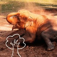 Elephant throwing dust on itself overlaid with an icon of a tree from the forest/jungle
