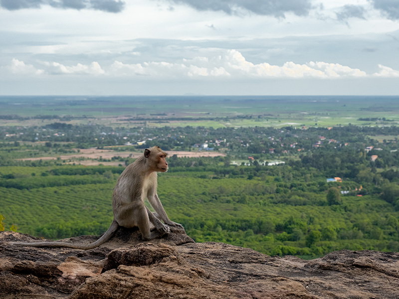 A monkey sitting on a wall overlooking the landscape of Kampong Cham, Cambodia