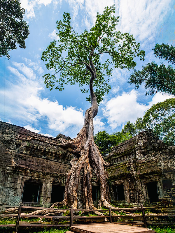 Tree growing out of Ta Phrom (aka the Tomb Raider temple) in Siem Reap