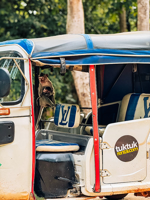 A mother and baby monkey sitting inside our tuktuk rental vehicle